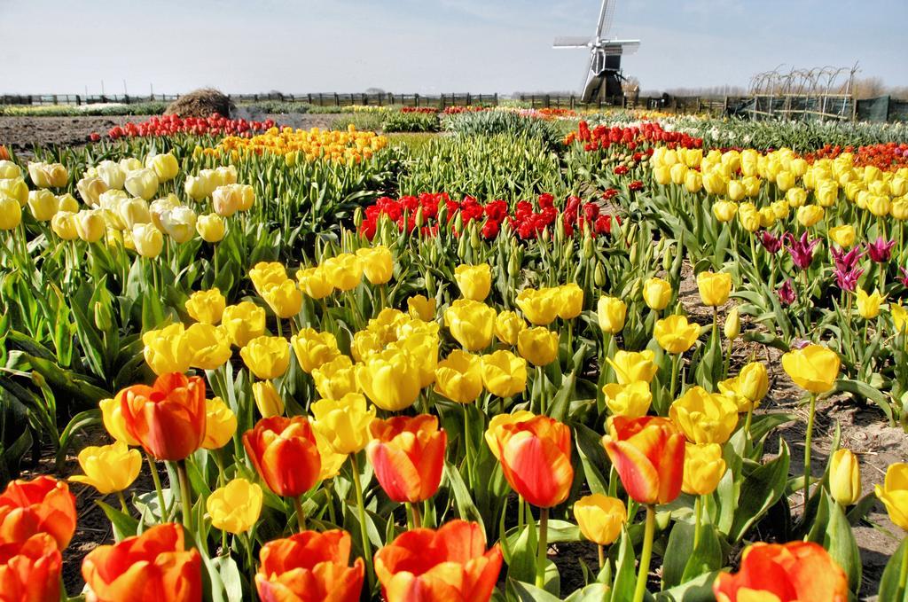 Buitenplaats Witte Raaf Aan Zee Noordwijk Dış mekan fotoğraf